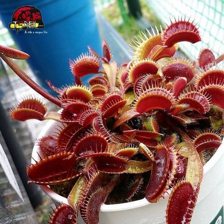 comprar planta carnivora dioneia muscipula maroon monster