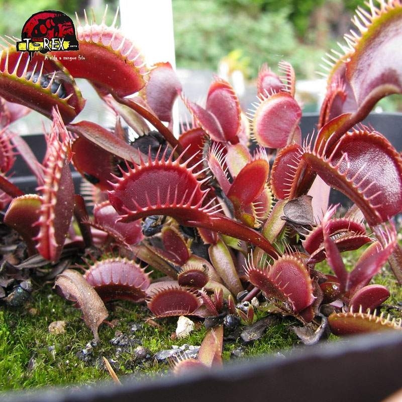 comprar planta carnivora dioneia muscipula maroon monster