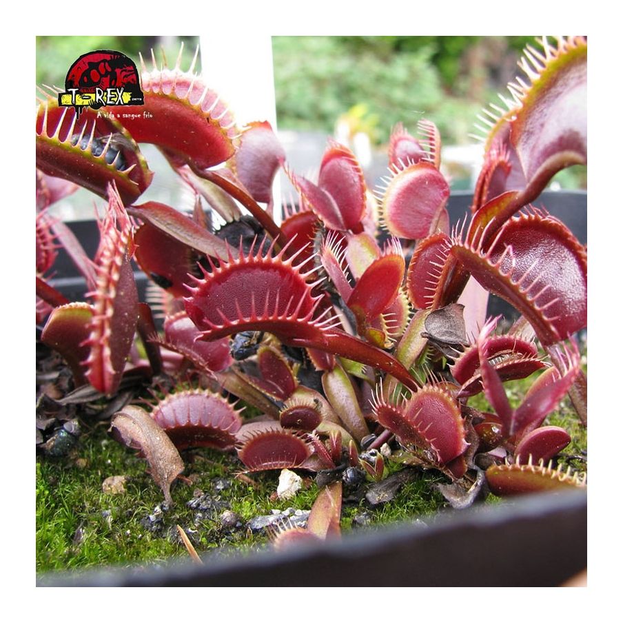 comprar planta carnivora dioneia muscipula maroon monster