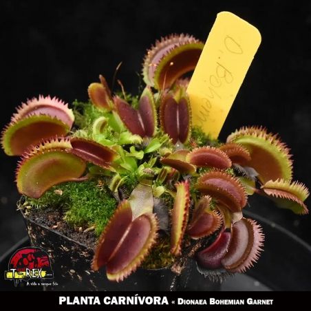 Plantas Carnívoras Dioneia Bohemian Garnet