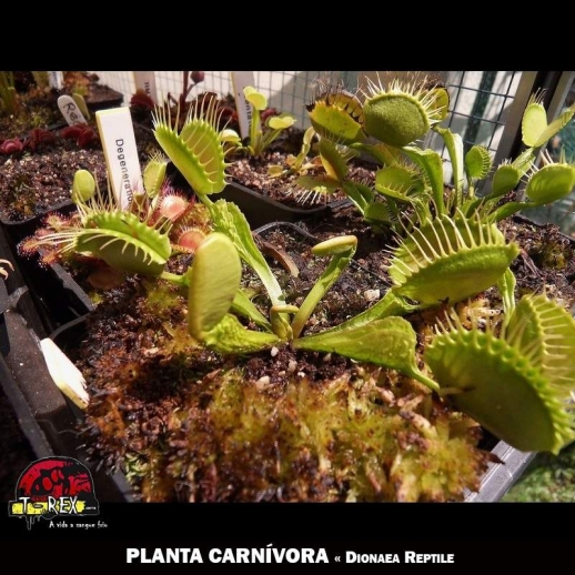 Planta Carnívora em Minas Gerais