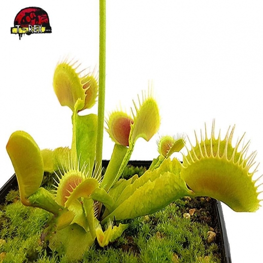 comprar planta carnivora dioneia reptile