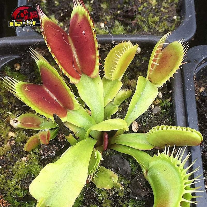 comprar planta carnivora dioneia star