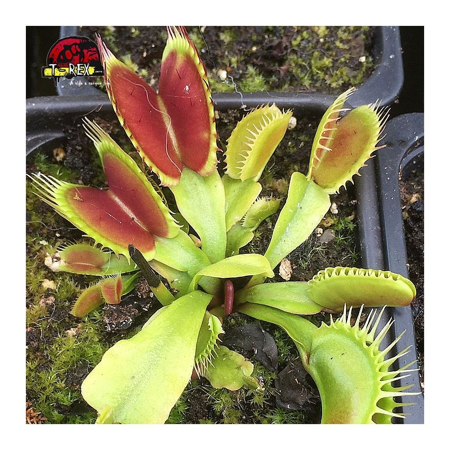 comprar planta carnivora dioneia star