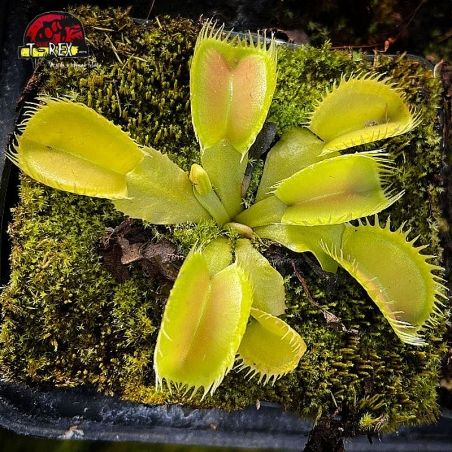 comprar planta carnivora dioneia triton