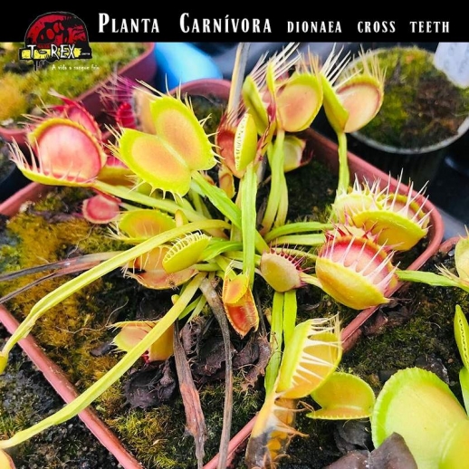 Planta Carnívora a venda