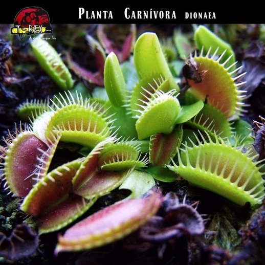 plantinha carnivora