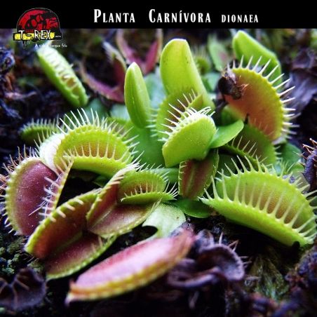 plantinha carnivora