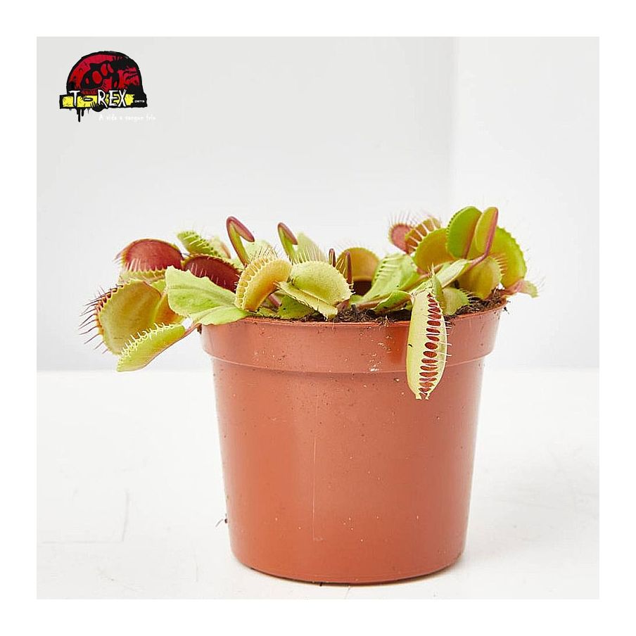 comprar plantinha carnivora