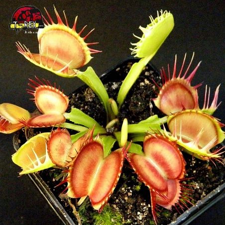 comprar planta carnivora dionaea cross teeth