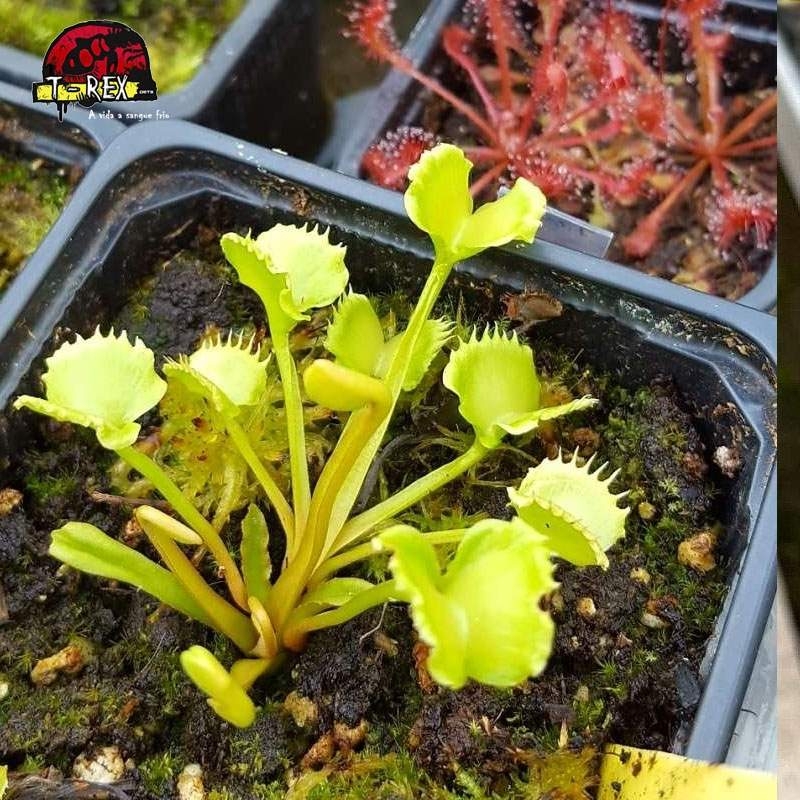 comprar planta carnivora dioneia werewolf