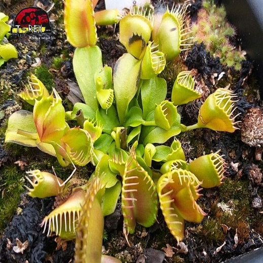 comprar planta carnivora dioneia double trouble