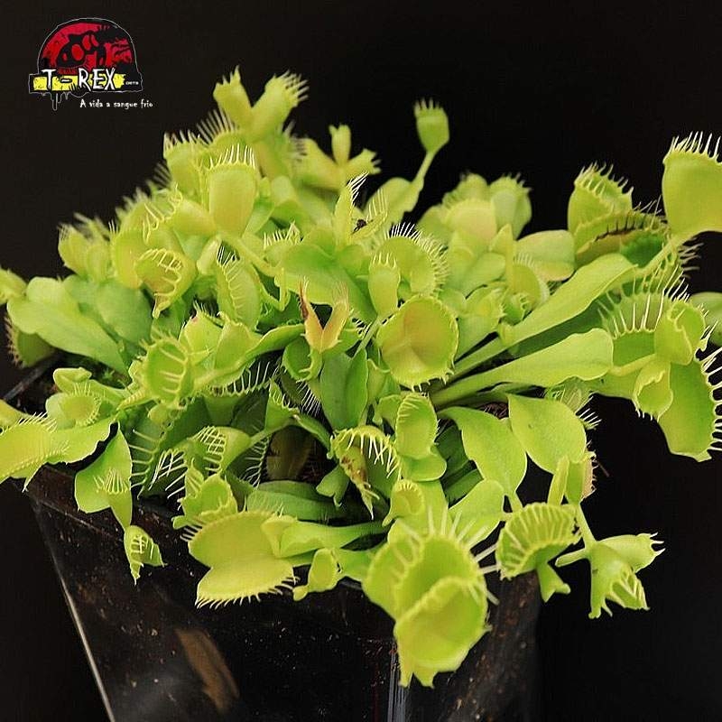 comprar planta carnivora dioneia double trouble