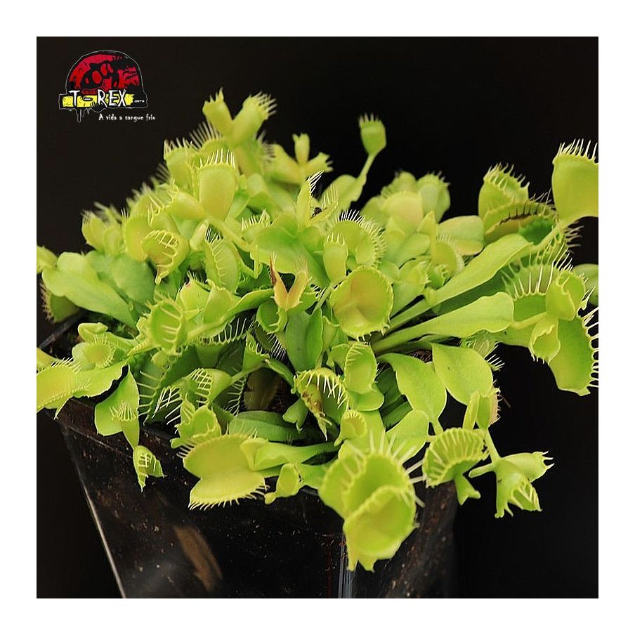 comprar planta carnivora dioneia double trouble