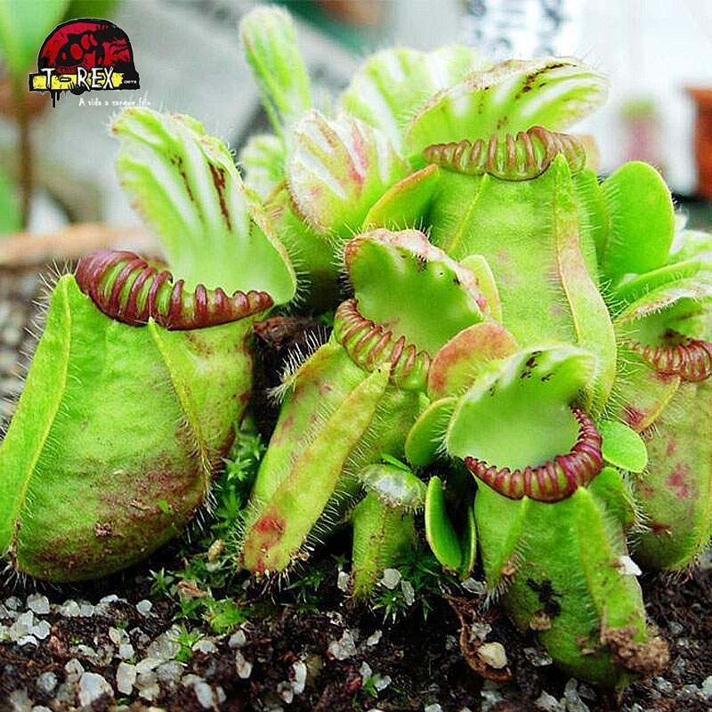 Cephalotus follicularis 普通種 Planta Carnívora - Cephalotus follicularis: Como Cuidar e Cultivar