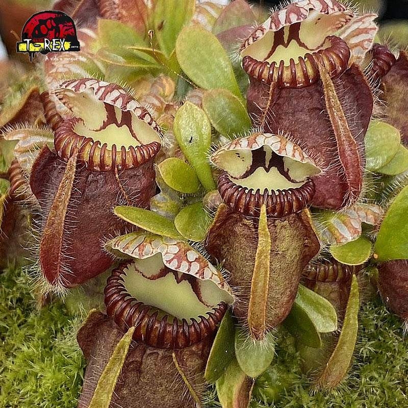 comprar planta carnivora  cephalotus follicularis