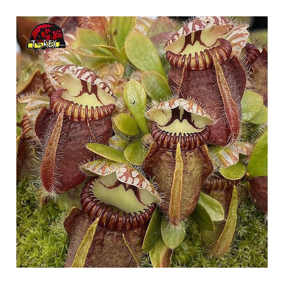 comprar planta carnivora  cephalotus follicularis