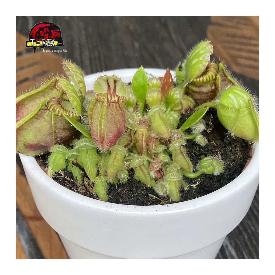 comprar planta carnivora cephalotus follicularis