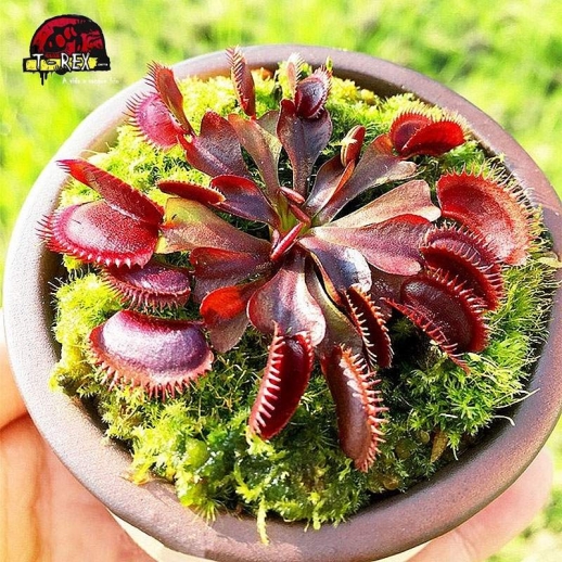 comprar planta carnivora dionaea red dragon