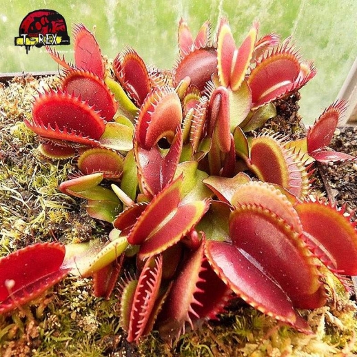 comprar planta carnivora dionea red shark