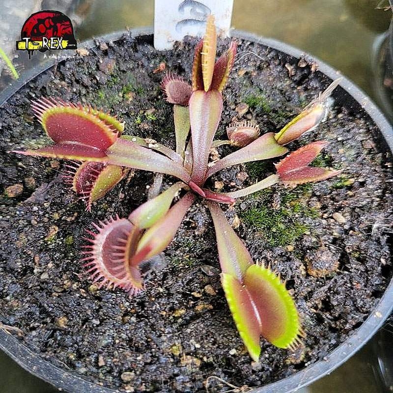 comprar planta carnivora dionea red shark