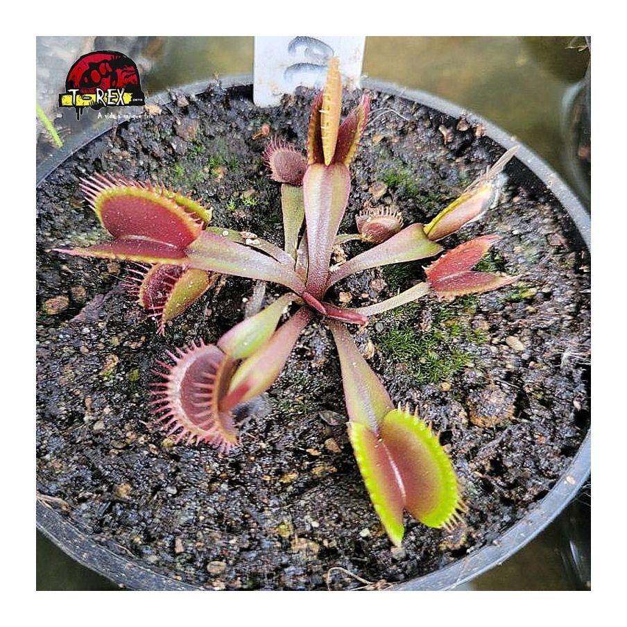 comprar planta carnivora dionea red shark