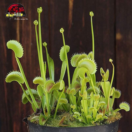 comprar planta carnivora dioneia green shark