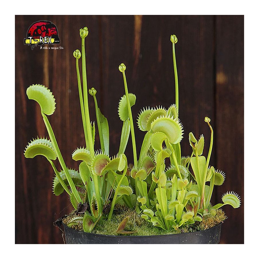 comprar planta carnivora dioneia green shark