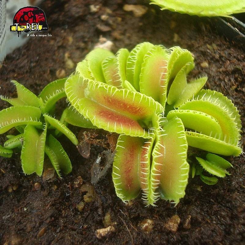 Dionaea muscipula kim jong-un BCP ハエトリソウ Planta Carnívora - Dionaea Muscipula Kim Jong un | Conheça essa