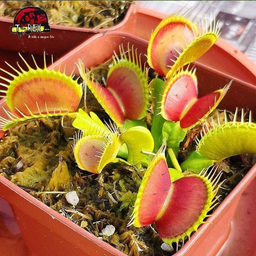 comprar muda de planta carnivora dionea b52