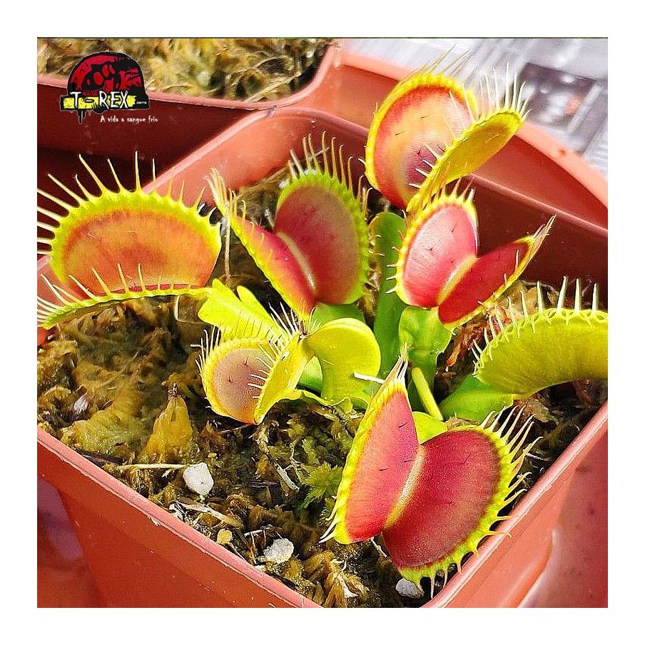 comprar muda de planta carnivora dionea b52