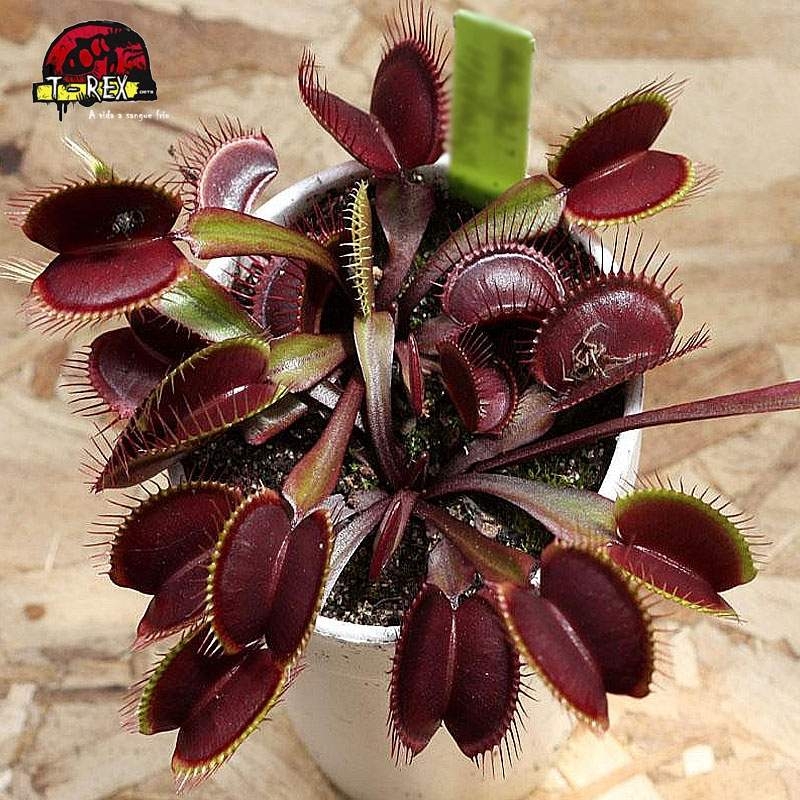 comprar planta carnivora dioneia muscipula maroon monster