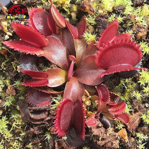 comprar planta carnivora dioneia bohemian garnet