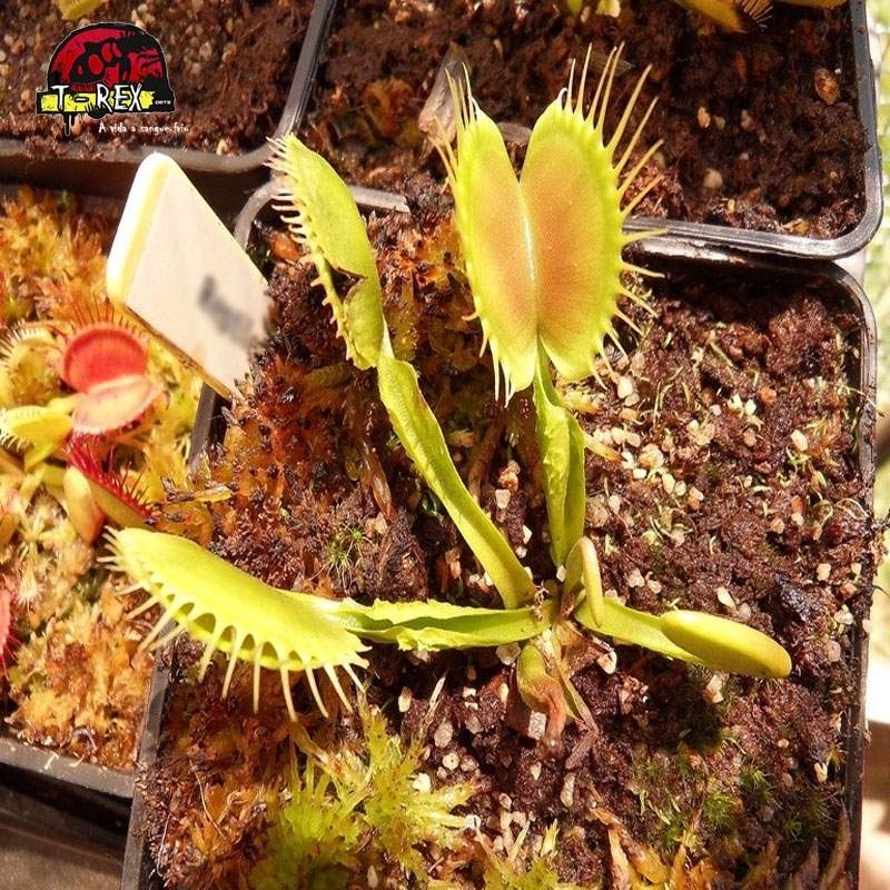 comprar planta carnivora dioneia reptile