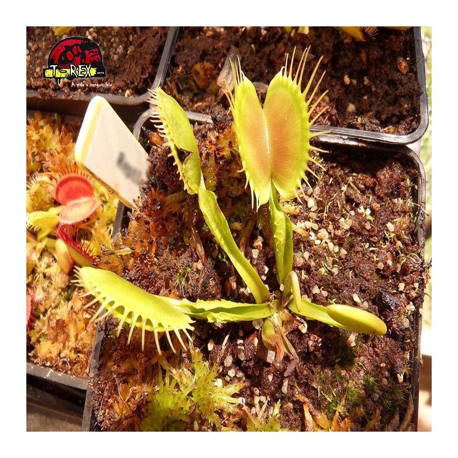 comprar planta carnivora dioneia reptile