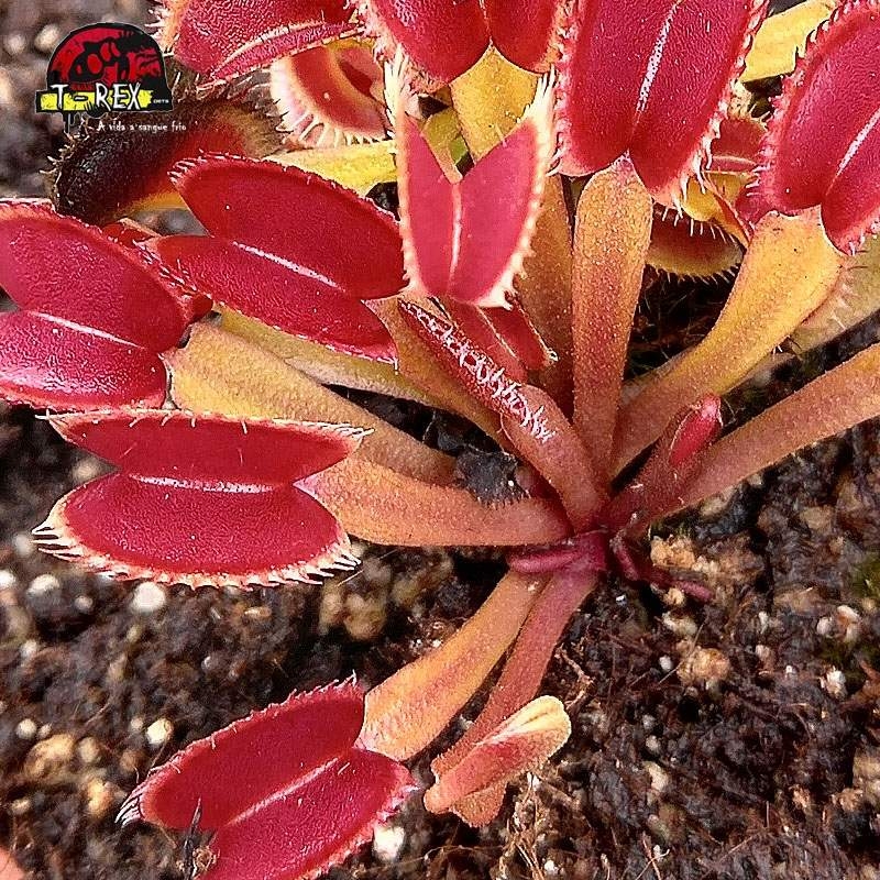 comprar planta carnivora dioneia star