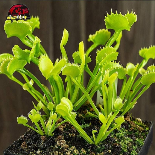 comprar planta carnivora dioneia  werewolf