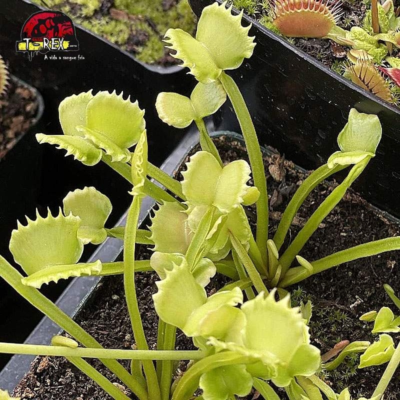 comprar planta carnivora dioneia  werewolf