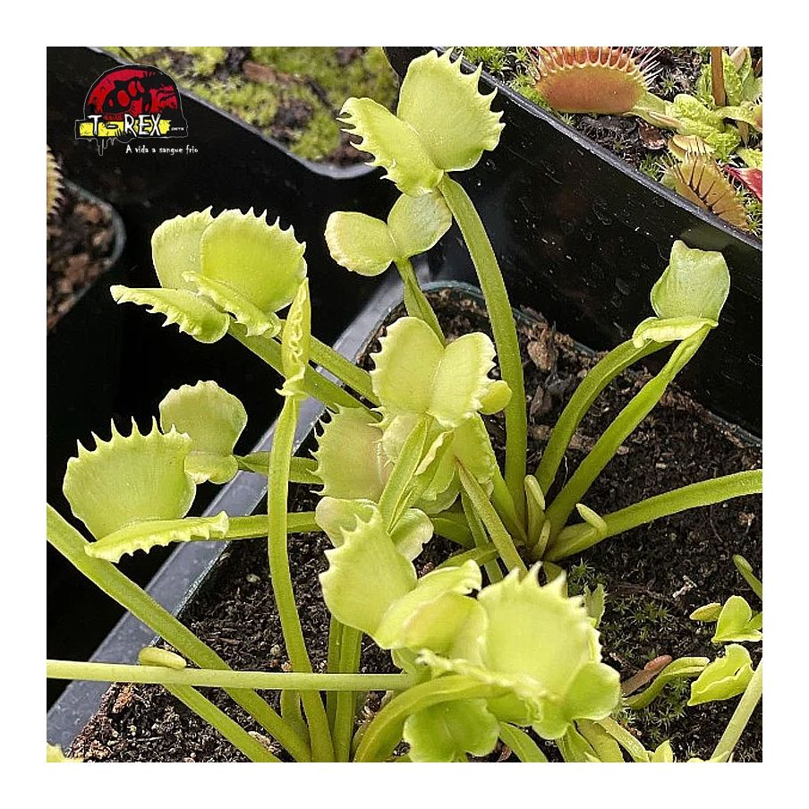 comprar planta carnivora dioneia  werewolf