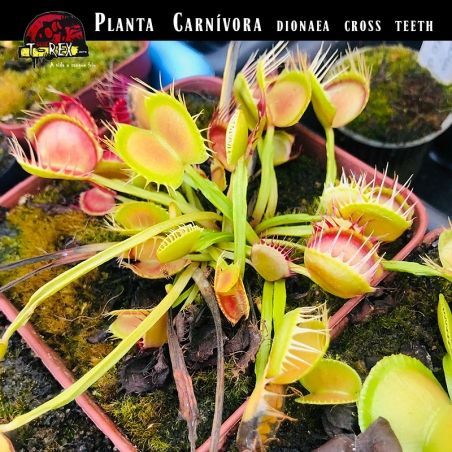 Planta Carnívora a venda