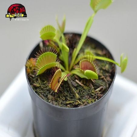 comprar muda de planta carnivora