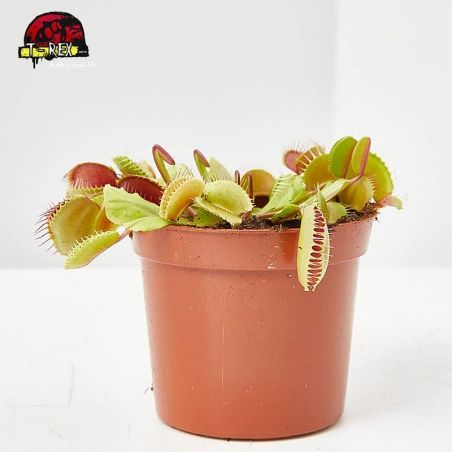 comprar plantinha carnivora