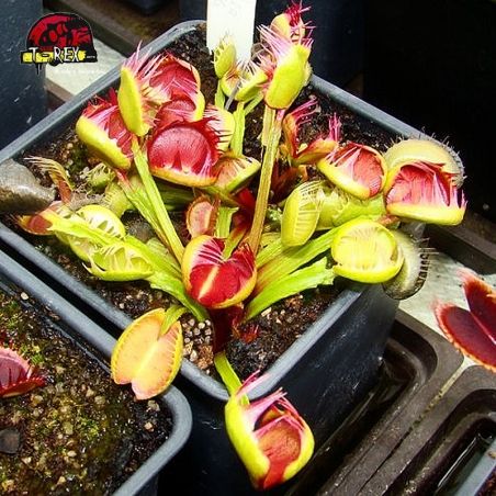 comprar planta carnivora dionaea cross teeth