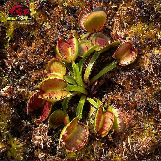 comprar planta carnivora dionaea cross teeth