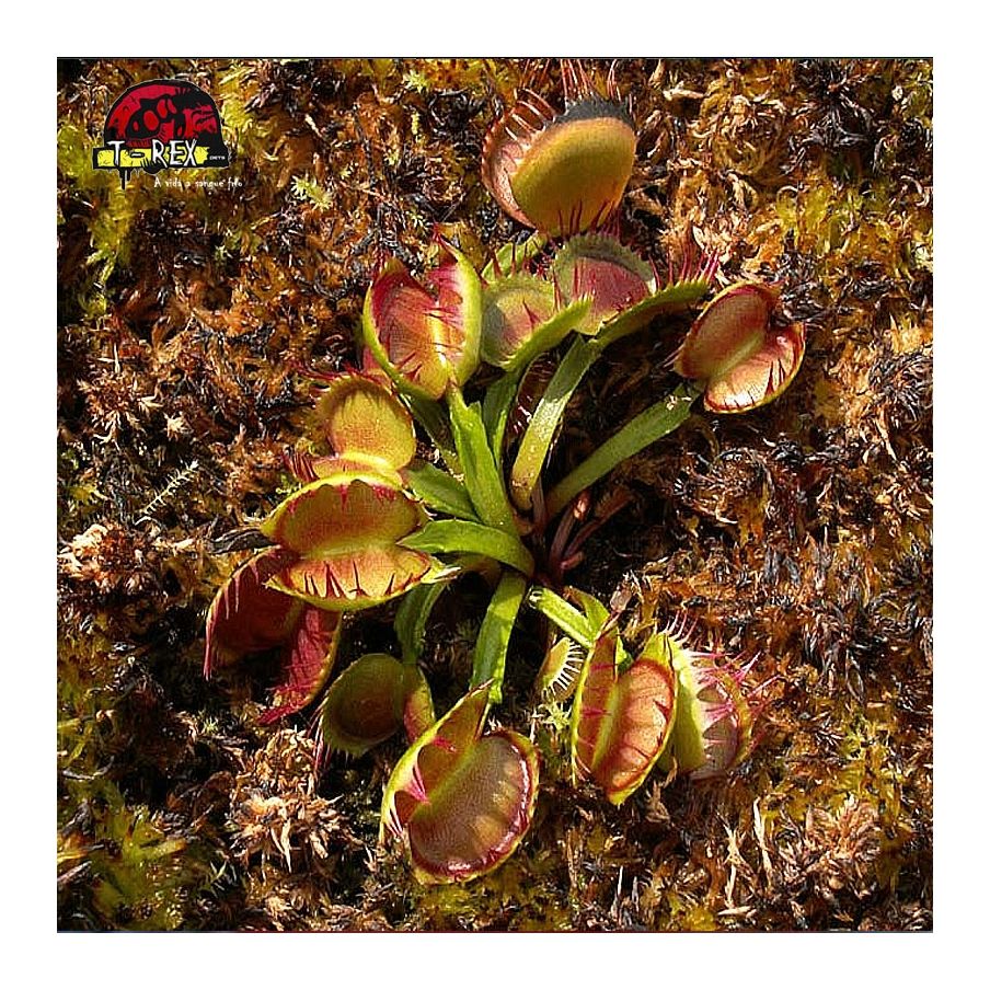 comprar planta carnivora dionaea cross teeth