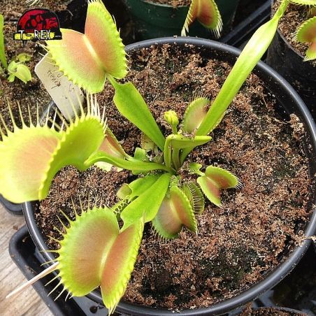 comprar planta carnivora dionaea king henry