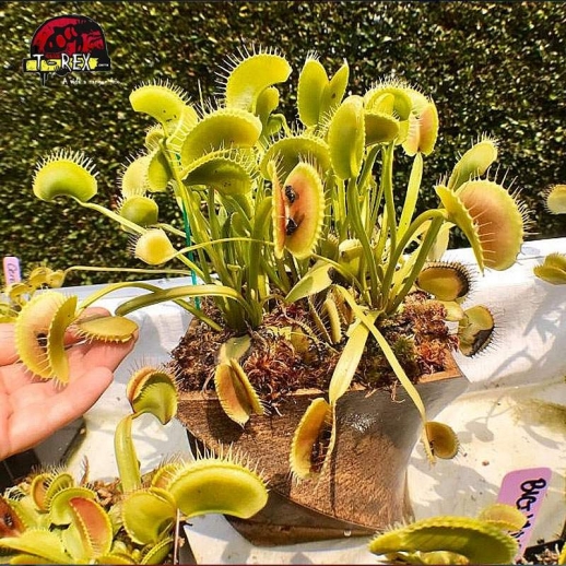 comprar planta carnivora dionaea king henry