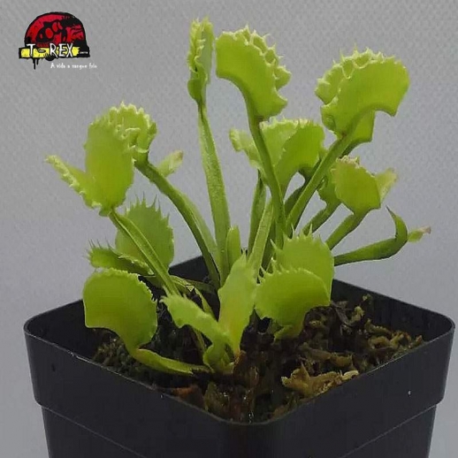 comprar planta carnivora dioneia werewolf