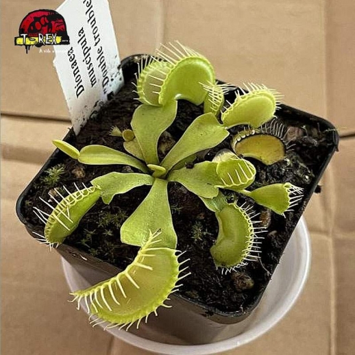 comprar planta carnivora dioneia double trouble