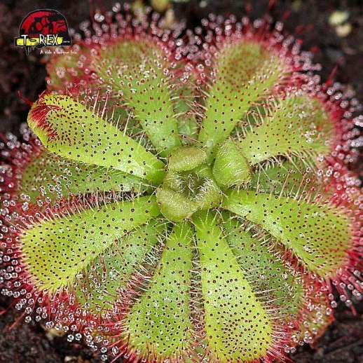 comprar planta carnivora drosera burmanni hong kong